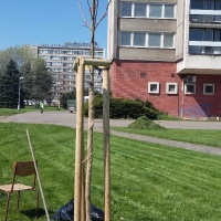 Hradec Králové - výsadba stromů